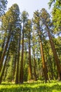 Tall and big sequoias Royalty Free Stock Photo