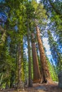 Tall and big sequoias in beautiful Royalty Free Stock Photo