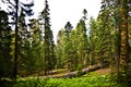 Tall and big sequoias Royalty Free Stock Photo