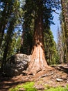 Tall and big sequoias in beautiful Royalty Free Stock Photo