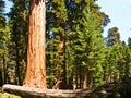 Tall and big sequoias in beautiful Royalty Free Stock Photo