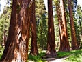 Tall and big sequoias in beautiful Royalty Free Stock Photo