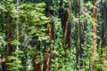Tall and big sequoias Royalty Free Stock Photo