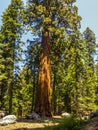 Tall and big sequoias in sequoia Royalty Free Stock Photo