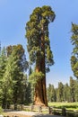 Tall and big sequoias in sequoia national park Royalty Free Stock Photo