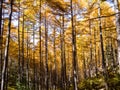 Tall birch and aspen trees in autumn season