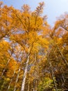 Tall birch and aspen trees in autumn season