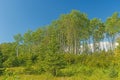 Tall Birch Trees in Canada