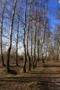 Tall birch trees - early spring in the park