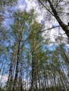 Tall birch trees