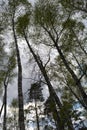 Tall birches and pines in the grove stretch towards the sky. Young leaves began to unfold. Royalty Free Stock Photo