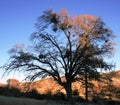 Tall black oak