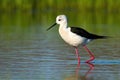 Tall black-winged stilt marching in waters of wetland in spring nature at sunrise. Royalty Free Stock Photo