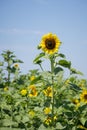 Tall Blooming Sunflower in Sunflower Field