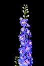 Tall Blue Delphinium flower isolated