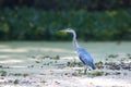 Tall blue heron bird