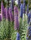 Tall blue and purple flower spikes of Pride of Madeira or Echium candicans, Monterey County, CA, USA