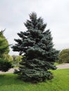 A tall blue spruce grows in the Park .