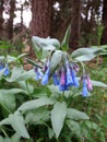 Tall Bluebells - Mertensia paniculata