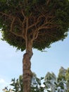 Tall boksus plant against sky backgroundï¿¼ Royalty Free Stock Photo