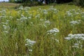 Tall Boneset  823434 Royalty Free Stock Photo