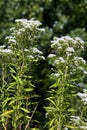 Tall Boneset  823303 Royalty Free Stock Photo