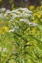 Tall Boneset  823482 Royalty Free Stock Photo