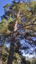 Tall branched pine tree with a hollow in the forest