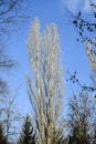 Tall branched poplar tree without foliage against clear blue sky in park. Early Spring. Bottom view. Royalty Free Stock Photo