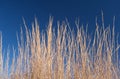 Tall brown grass in front of a blue sky