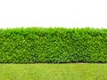 Tall bush hedge with grass isolated on white. Seamless endless