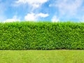 Tall bush hedge with sky and grass. Seamless endless pattern.