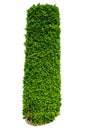 Tall bush isolated,Objects with Clipping Paths Royalty Free Stock Photo