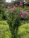 Tall bush with pink flowers blooming