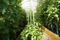 Tall bushes of flowering tomatoes in a greenhouse on a garden plot Royalty Free Stock Photo