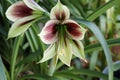 Spring Bloom Series - Hippeastrum Papilio - Amaryllis Mariposa - Green with Dark Red Stripes Royalty Free Stock Photo