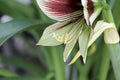 Spring Bloom Series - Hippeastrum Papilio - Amaryllis Mariposa - Green with Dark Red Stripes Royalty Free Stock Photo