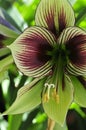 Spring Bloom Series - Hippeastrum Papilio - Amaryllis Mariposa - Green with Dark Red Stripes Royalty Free Stock Photo