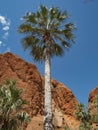 Tall Livistona Cabbage-tree palm Liviston Australis