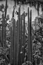 Tall cacti cactus Vietnam