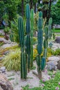 Tall cacti, Cereus repandus, the Peruvian apple cactus.