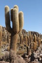 Tall cacti growing on Isla del Pescado