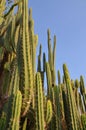 Tall cacti