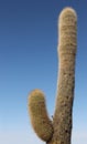 Tall cacti growing on Isla del Pescado