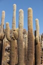 Tall cacti growing on Isla del Pescado