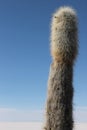 Tall cacti growing on Isla del Pescado