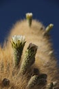 Tall cacti on Isla del Pescado