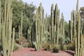 Tall cacti in Mexico