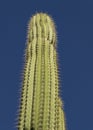 Tall cactus against a blue sky Oaxaca Mexico Royalty Free Stock Photo