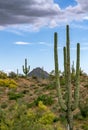 Tall Cactus In the Arizona Desert